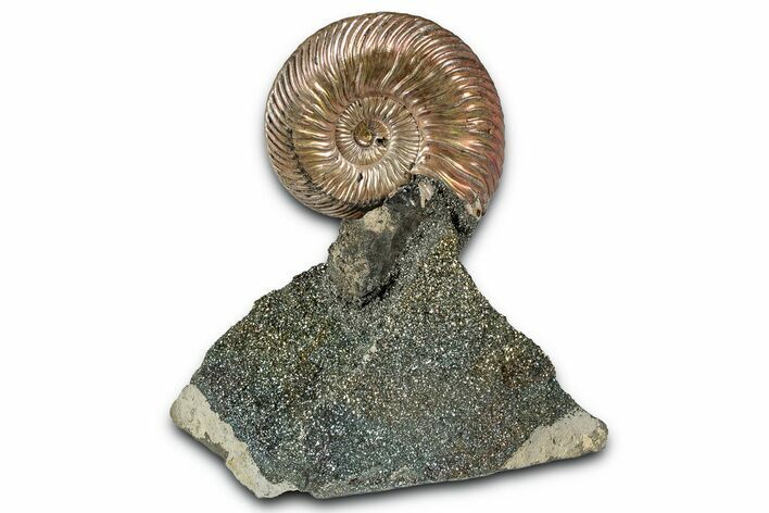 Iridescent, Pyritized Ammonite (Quenstedticeras) Fossil Display #353760